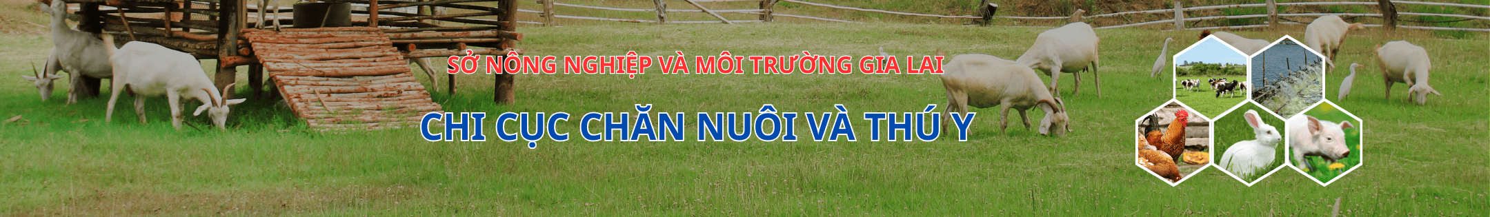 chi cục thú y Bình Định